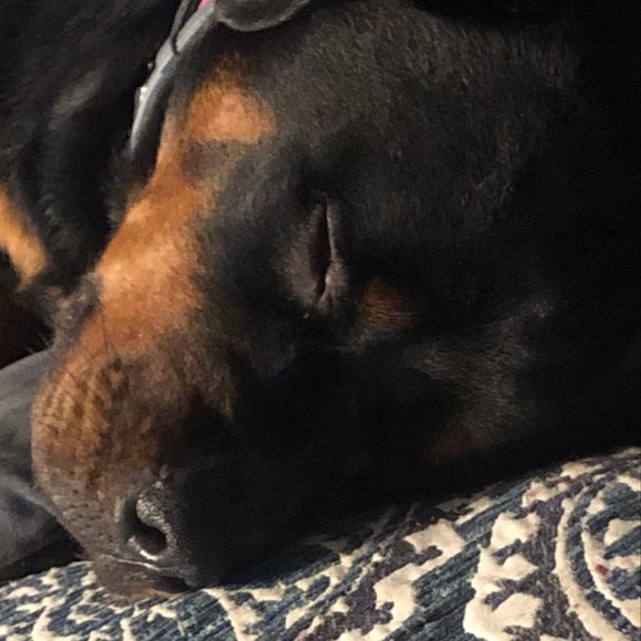 Meet your Posher, Danielle - Picture 1 of 1